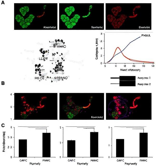 Biphasic dose response in the anti-inflammation experiment of PBM