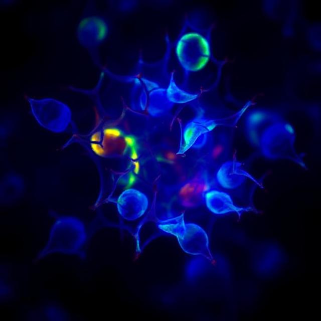 Photobiomodulation at Defined Wavelengths
